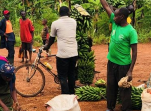 How cold storage systems are helping farmers reduce post harvest losses